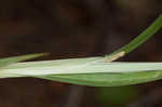 Waterfall's sedge